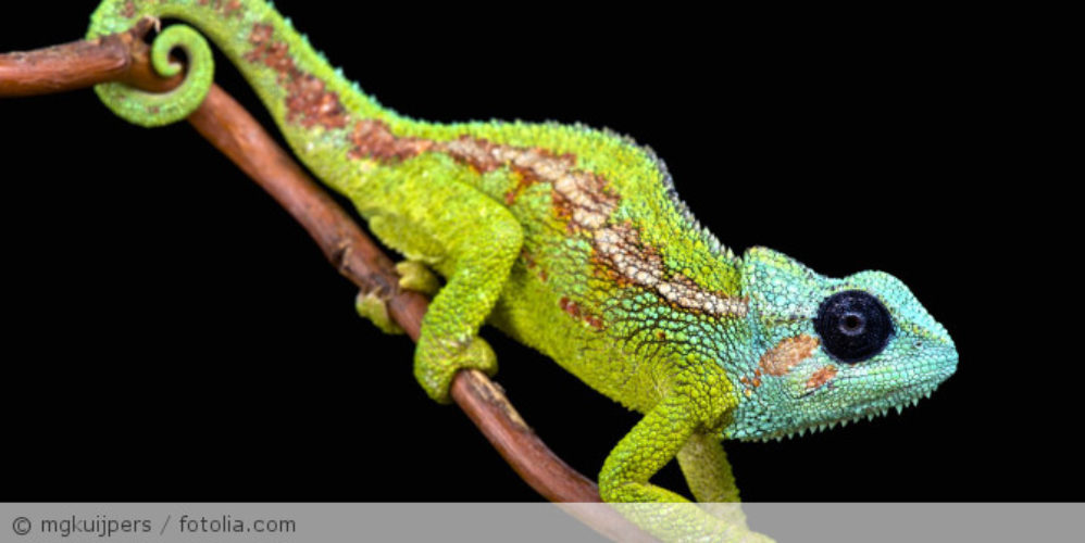 Ein Chameleon der auf einen Stock sitzt.