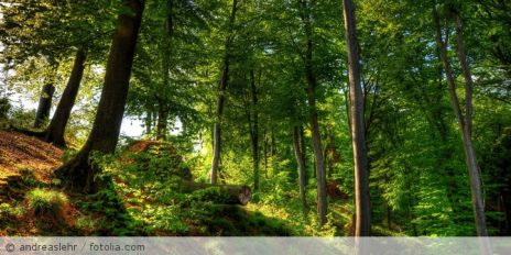 Ein Wald.