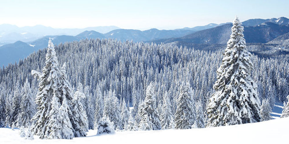 Ein Gebirge, wo die Bäume voller Schnee sind wir d von oben gezeigt.
