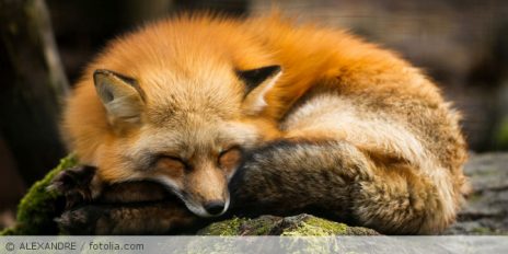 Schlafender Rotfuchs.