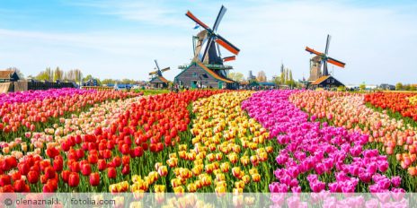 Ein Tulpenfeld mit Windmühlen im Hintergrund.
