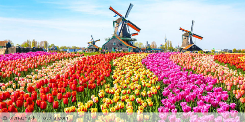 Ein Tulpenfeld mit Windmühlen im Hintergrund.