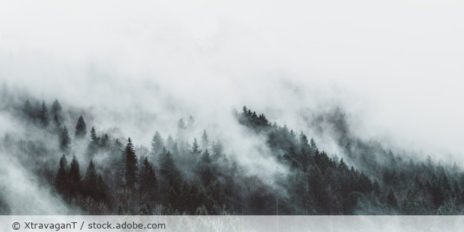 Nebelwolken_Wald_Nebel_AdobeStock_311094292