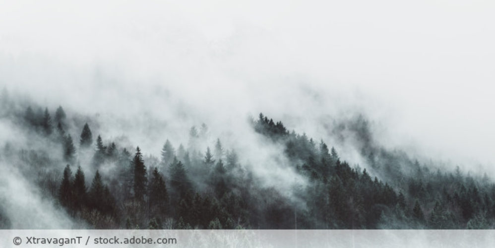 Nebelwolken_Wald_Nebel_AdobeStock_311094292