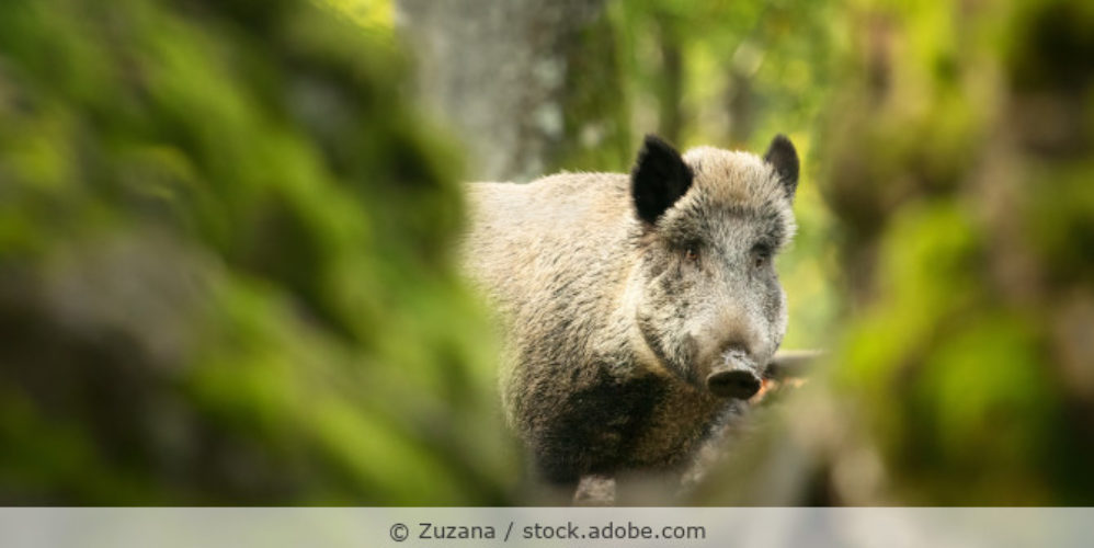 Wildschwein_im Wald_AdobeStock_316859651