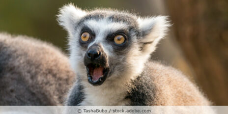 Ein Lemur zeigt einen erstaunten Gesichtsausdruck.