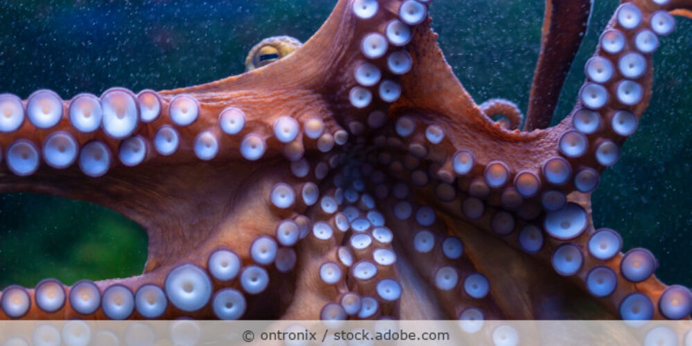 Krake (Oktopus) im Wasser.