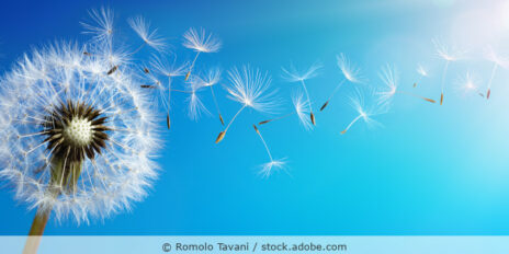 Pusteblume vor blauem Himmel.