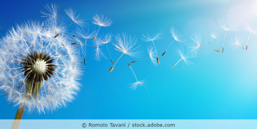Pusteblume vor blauem Himmel.