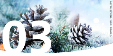 Ein winterlicher Tannenzweig mit Tannenzapfen als Bild für den 3. Dezember im Adventskalender.