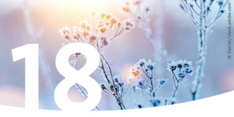 Vereiste Äste im Sonnenlicht als Bild für den 18. Dezember im Adventskalender.