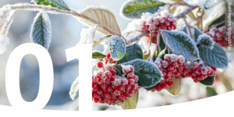 Zweig mit gefroren Beeren und im Vordergrund die Zahl 1.