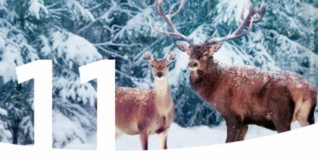 Hirsch und Reh im verschneiten Wald und im Vordergrund die Zahl 11.