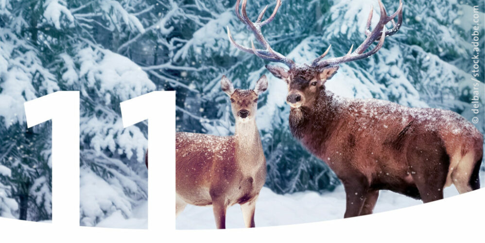 Hirsch und Reh im verschneiten Wald und im Vordergrund die Zahl 11.