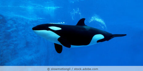 Orca unter Wasser.