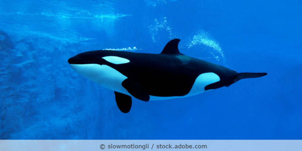 Orca unter Wasser.